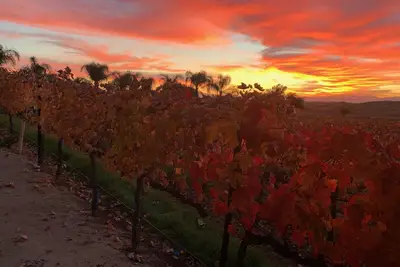 Image de Escapade dans un domaine viticole