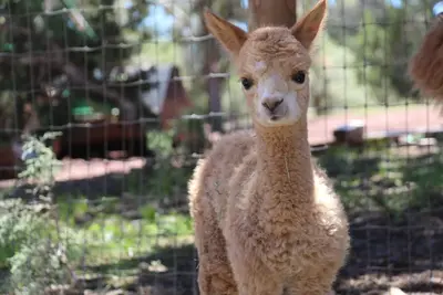 Image de Nouvelle inscription - Mystic Pines Alpacas and Fiber Processing vous souhaite la bienvenue! !