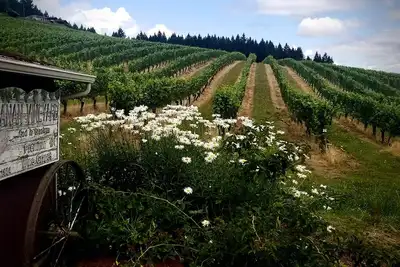 Image de Maison d'hôtes Villa à Elhanan Vineyard