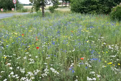 Image de Intemporel dans le pays