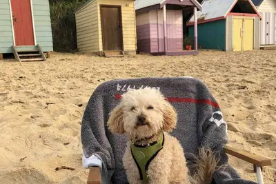 Image de Pet friendly beachfront haven - Fisherman’s Beach Mornington
