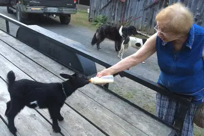 Image de Mountain Ranch Adventure