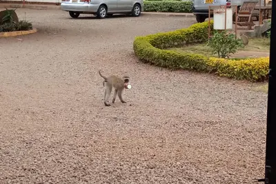 Image de Thika Nairobi Guest House and Accommodation Facilities