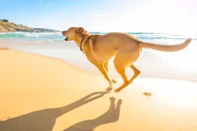 Image de Lovely beach 2 bedroom apartment