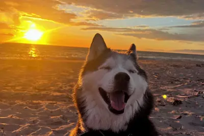 Image de Maison de plage moderne pour animaux de compagnie