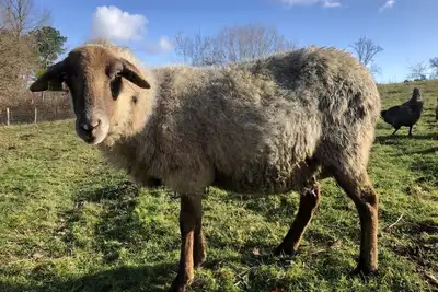 Image de Au coeur de la \"Ferme de Queyron\": quiétude et bien-être au rendez-vous!
