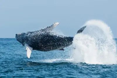 Image de Vive Sol y Sol! ! ! Los Organos - Mar de las Ballenas