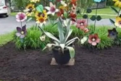 Image de Shady Lane Oasis in Fayetteville