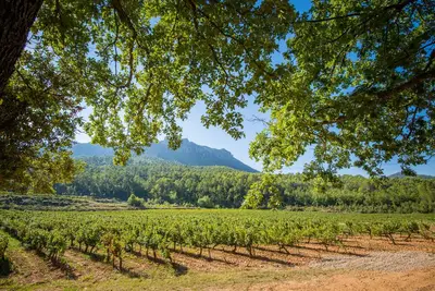 Image de Les villas Syrah et Chardonnay : 10 superbes chambres au coeur d'un vignoble.