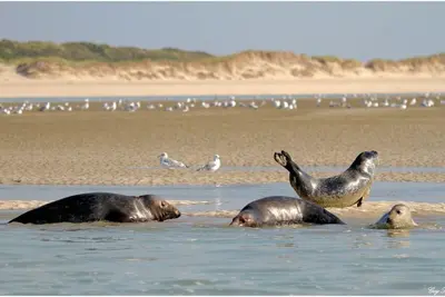 Appartement Berck Plage pour 2 personnes