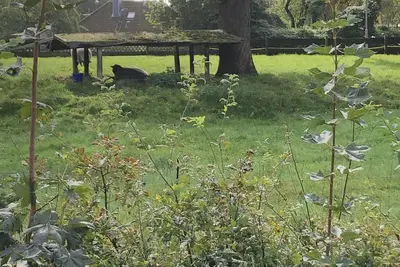 Image de Vacation apartment Schafsblick