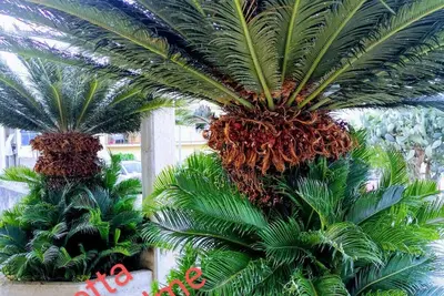 Casetta Le Due Palme