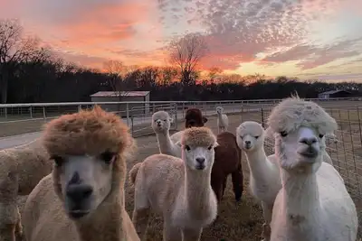 Image de A Magical Getaway with Alpacas