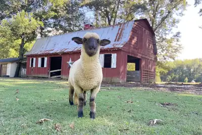 Image de Séjour paisible à la ferme à Lofton Acres