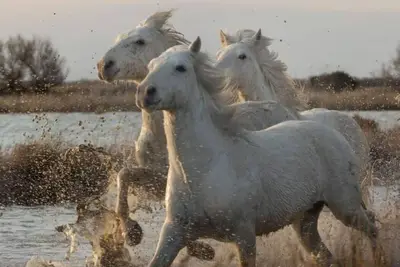 Image de Appartement de l'Abatiale Saint-Gilles