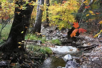 Image de Bear Mountain Ranch at Ramsey Canyon