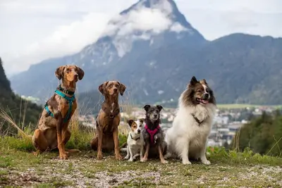 Image de Ferienhaus Kaiserblick 125 qm für Max. 6 Personen und 3 Hunde