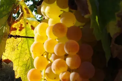 Image de Hamlet of fulignano