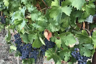 Image de 4 acre Vineyard home in North Napa