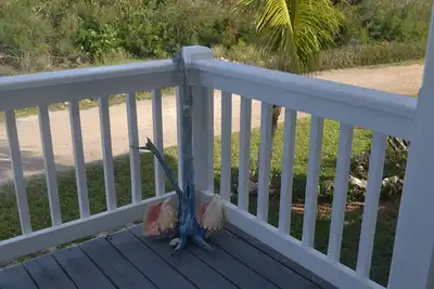Image de Beautiful verandah style house just one minute from the ocean,