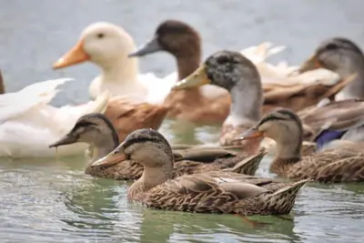 Image de Lucky Duck Lucky You! New Listing, 8 Duck ponds w/Ducks