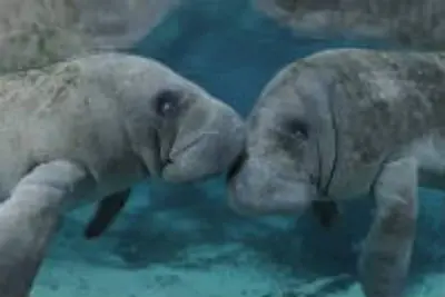 Image de LakeSide Villa-Jacuzzi, Major Springs & Manatees nearby & Fort Island Gulf Beach