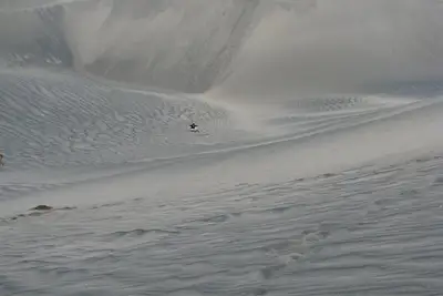 Image de La iguana cañera