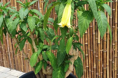 Image de Gothic wine village Kiedrich Pamoramawohnung