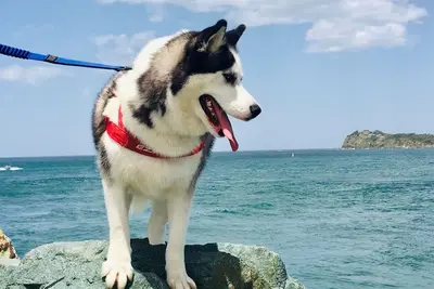 Image de Sakari's Sanctuary - Tuncurry  Nsw Pet Friendly house