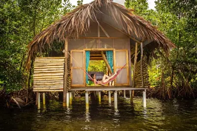 Image de Waterfront Dolphin Pod - Bocas' best snorkeling!