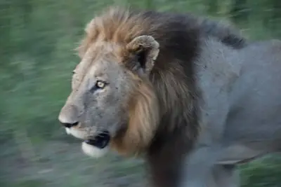 Image de Kruger Mountain Tented Camp