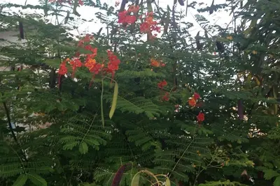 Image de cute cosy 2 bedroom property in the villages at Coverley Christ Church Barbados