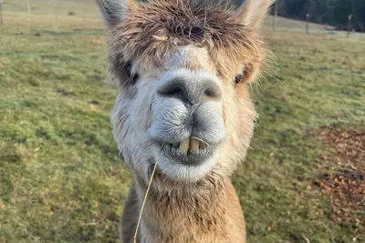 Image de Little Creek Cottage-Alpaca Farm located in the Columbia River Gorge