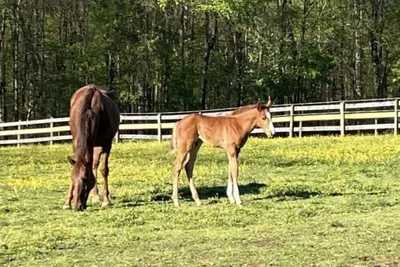 Image de Cozy Farm Home Near I83. Minutes from wedding venues! Fire pit, hiking trails!