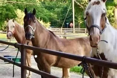 Image de Escape to Horse Ranch close to Hershey, Lanc, Nook, Sight & Sound, Amish Country