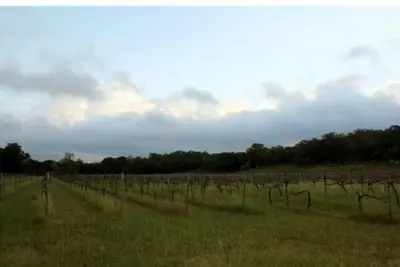 Image de The house is located on 25 acres with 7 acres of vineyards and a winery.