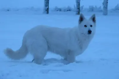 Image de Rasrasrasras