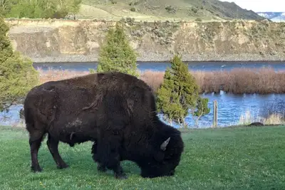 Image de Bison Hallow on the Yellowstone Riverfront