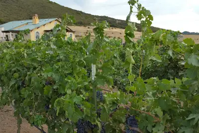 Beautiful Wine Ranch Vineyard Setting