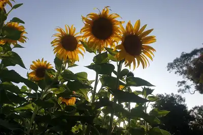 Image de Peaceful And Charming Country Cottage