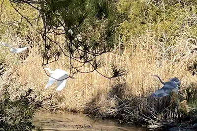 Image de Enjoy all that Chincoteague has to offer! Bbb bbb.