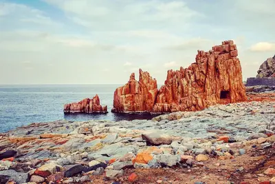The tortoliesa