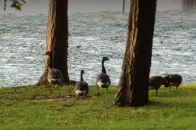 Image de Family- friendly and pet- friendly!