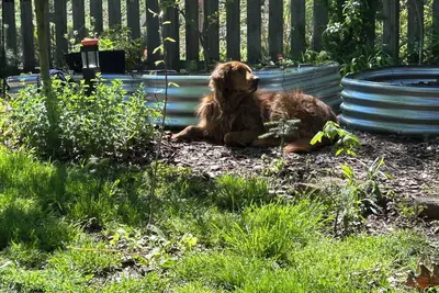 Image de Entire House-City life, bring your pup!