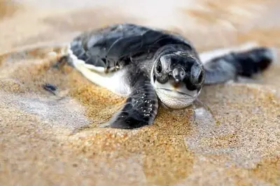 Image de Wrap-Around Balcony-Direct Ocean Front!