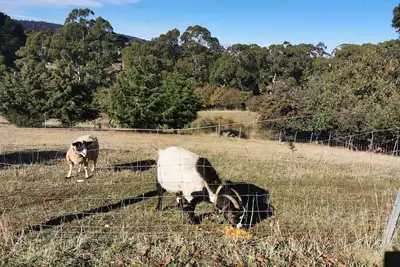 Image de Quiet country area 5 mins from Devonport - central location
