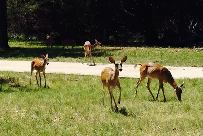 Image de Lake Hiawatha Cottage