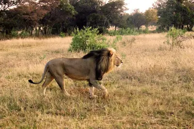 Image de Big game viewing, rich variety of wildlife