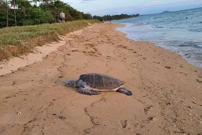 Image de Kihei Garden Estates - Condo on the Beach of Maui