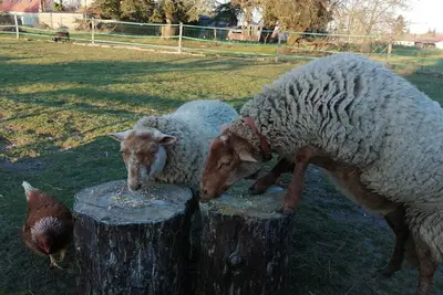 Image de Gite les Anes de Medeina